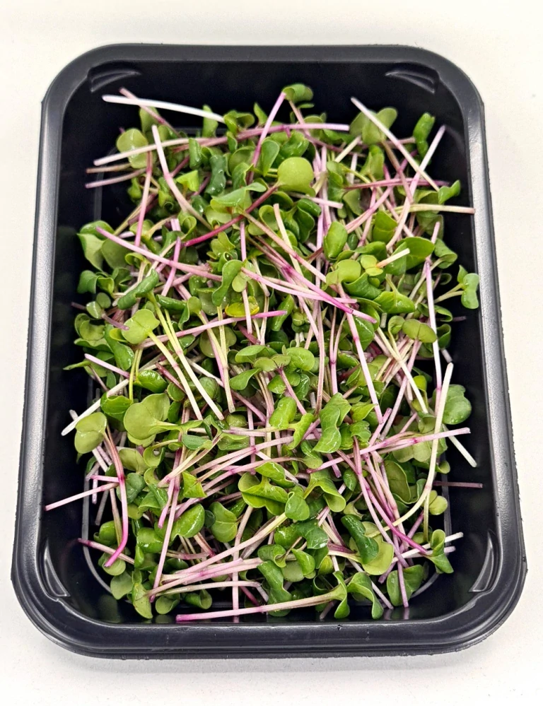 Ředkvička (China Rose) 50g