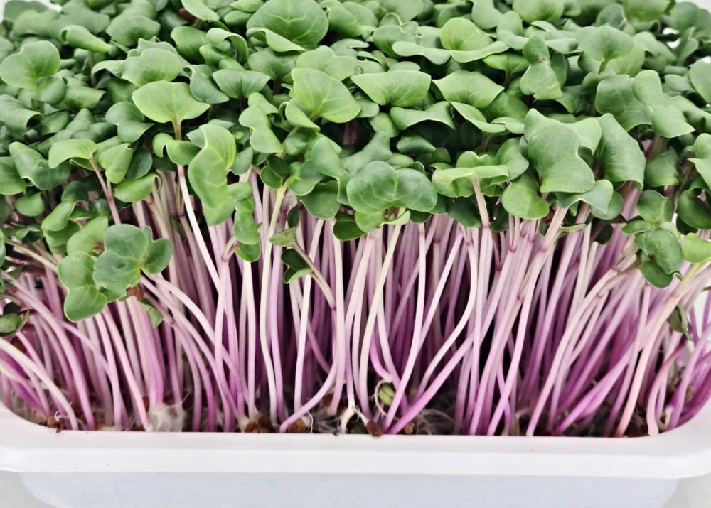 Ředkvička (China Rose) 50g
