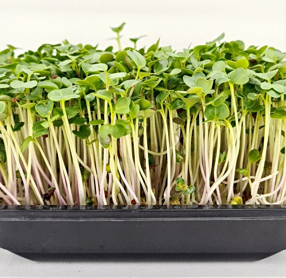 Ředkvička (Daikon) 50g