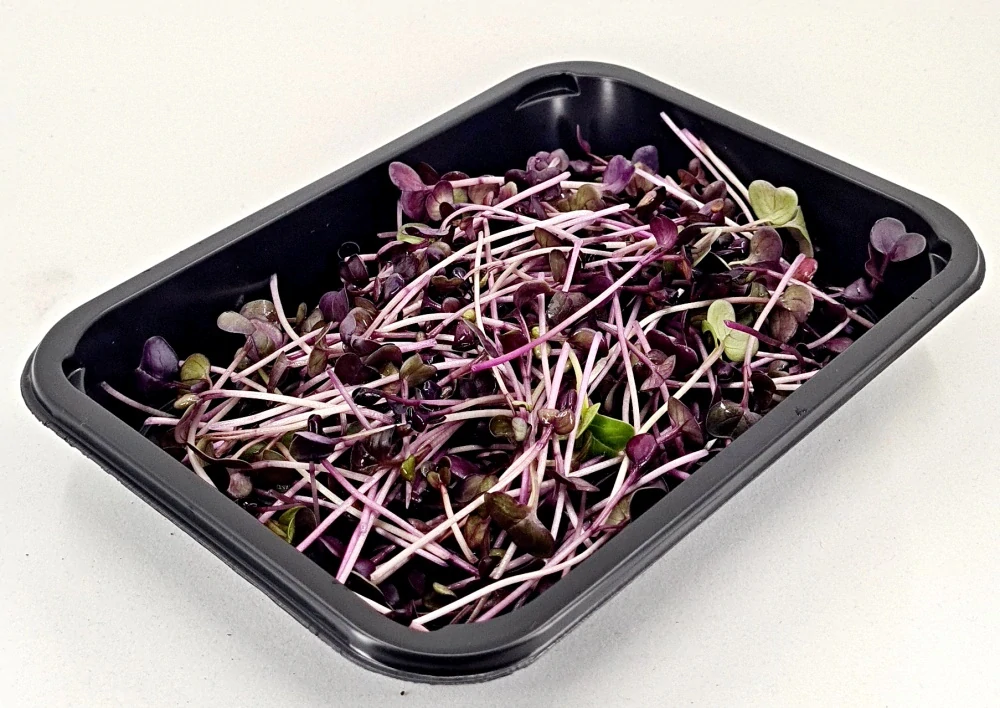 Ředkvička (Red Sango) 50g