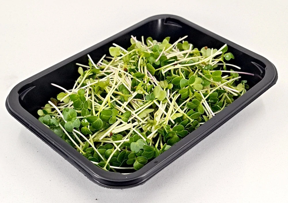 Ředkvička (Daikon) 50g
