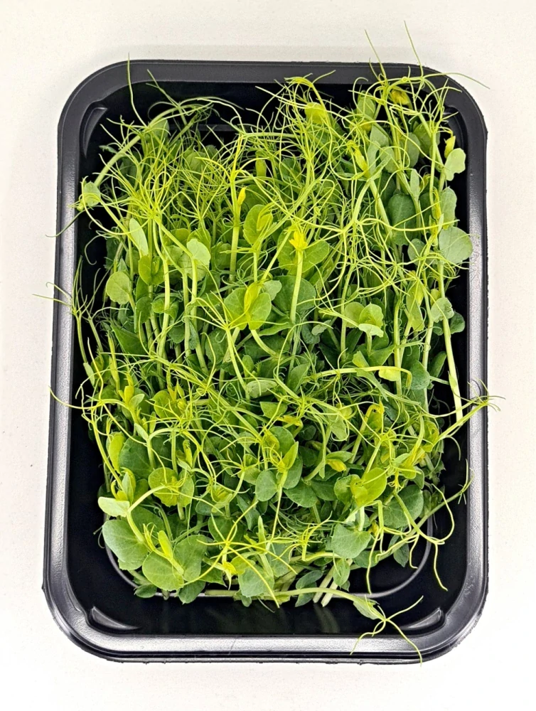 Hrášek 525g