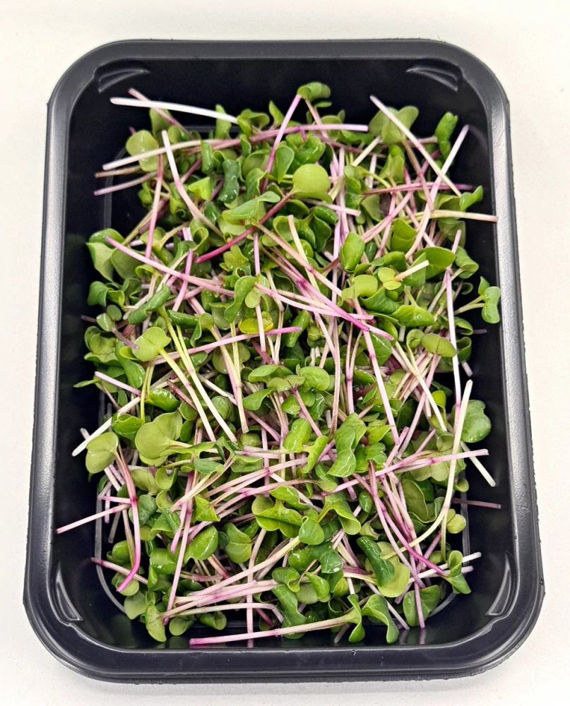 Ředkvička (China Rose) 50g