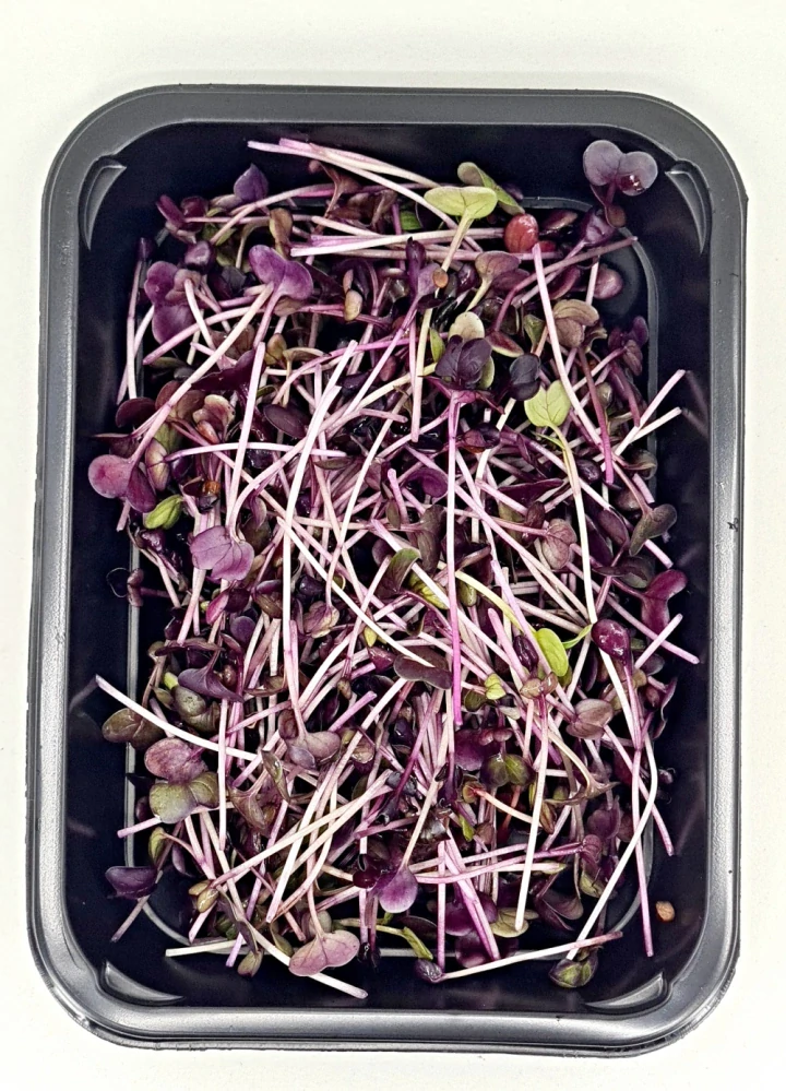 Ředkvička (Red Sango) 50g