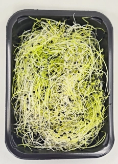 Česnek 50g
