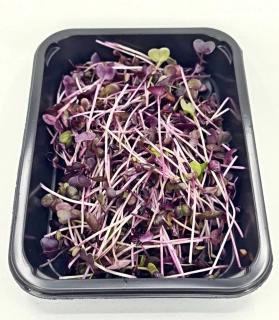 Ředkvička (Red Sango) 50g